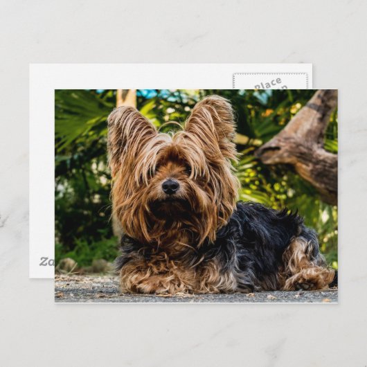 Yorkshire Terrier dog Postkarte (Vorne/Hinten)