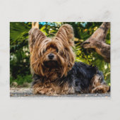 Yorkshire Terrier dog Postkarte (Vorderseite)