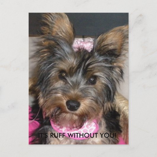 Yorkshire Terrier, ES IST RUFF OHNE DICH! Postkarte (Vorderseite)