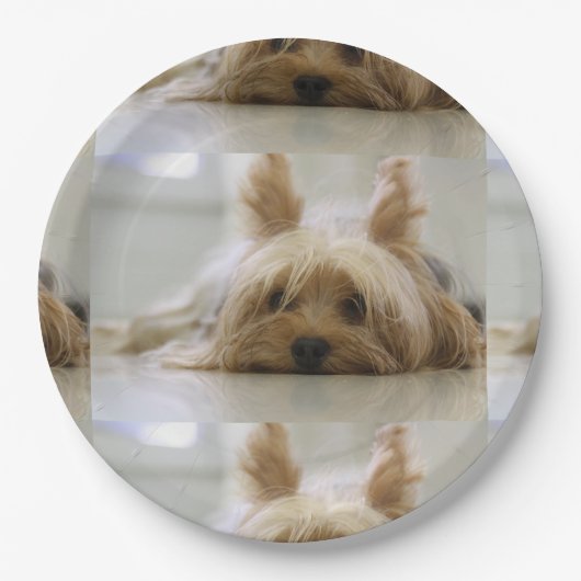 Yorkshire-Terrier flat.png Pappteller (Vorderseite)