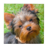 Yorkshire Terrier Fliese (Vorderseite)