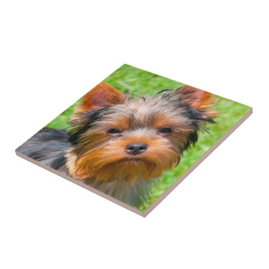 Yorkshire Terrier Fliese (Seite)