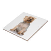 Yorkshire Terrier Fliese (Seite)