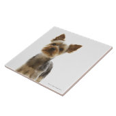 Yorkshire Terrier Fliese (Seite)
