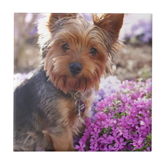 Yorkshire Terrier Fliese (Vorderseite)