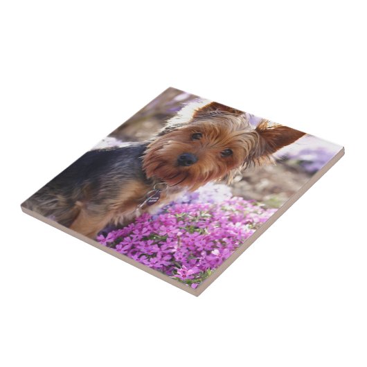 Yorkshire Terrier Fliese (Seite)