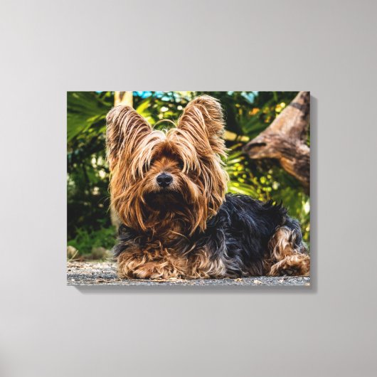 Yorkshire Terrier Foto Leinwand (Vorderseite)