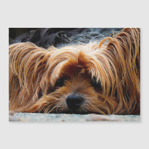 Yorkshire Terrier Foto Metallic Card Magnetkarte