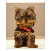 Yorkshire Terrier Fotodruck (Vorne)