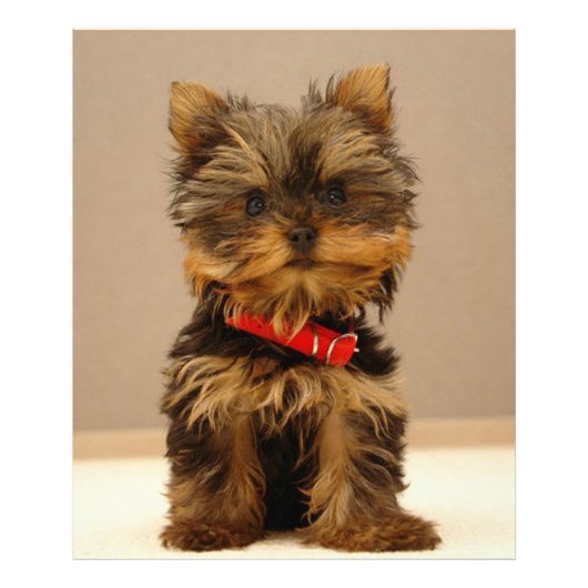 Yorkshire Terrier Fotodruck (Vorne)