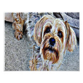 Yorkshire Terrier Fotodruck (Vorne)