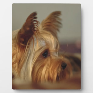 Yorkshire Terrier Fotoplatte
