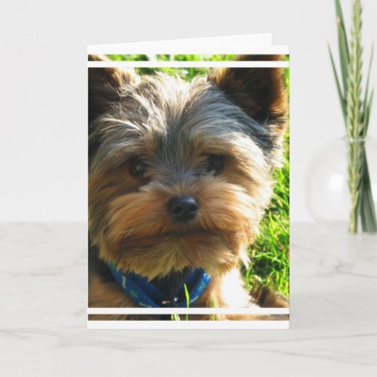 Yorkshire Terrier Greeting Card Karte (Vorderseite)