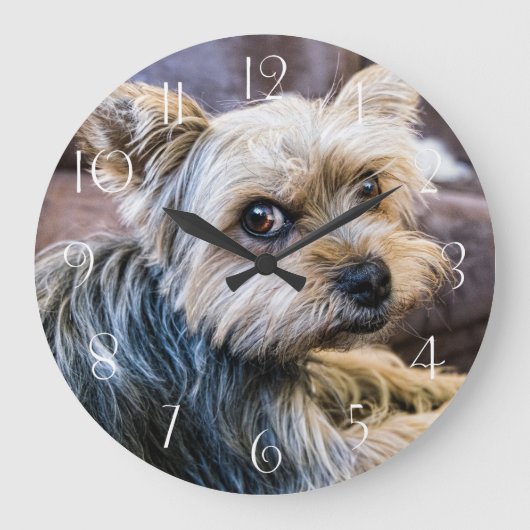 Yorkshire Terrier Große Wanduhr (Vorderseite)
