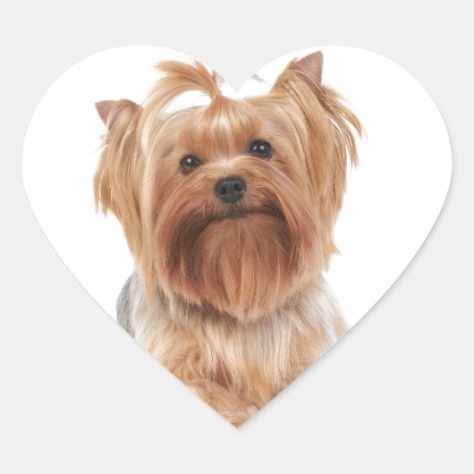 Yorkshire Terrier Herz-Aufkleber (Vorderseite)