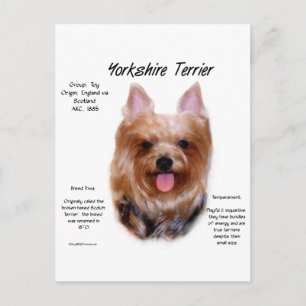 Yorkshire Terrier History Design Postkarte