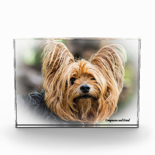 Yorkshire Terrier Hund. Fotoblock