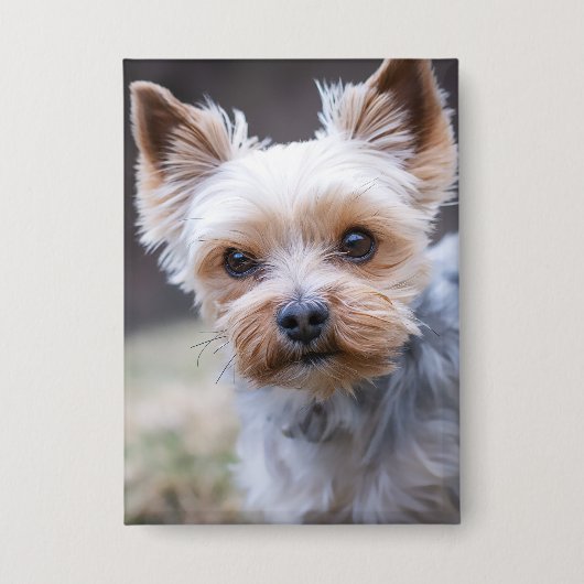 Yorkshire Terrier, Hund, Haustier Button (Vorderseite)