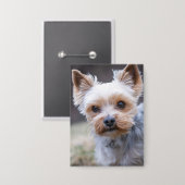 Yorkshire Terrier, Hund, Haustier Button (Vorderseite/Rückseite)