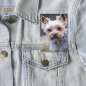 Yorkshire Terrier, Hund, Haustier Button (Insitu)