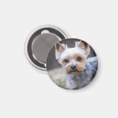 Yorkshire Terrier, Hund, Haustier Magnet (Vorderseite/Rückseite)