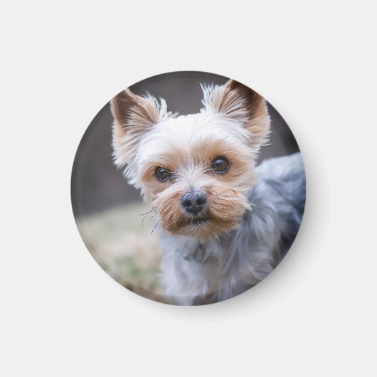Yorkshire Terrier, Hund, Haustier Magnet (Vorne)