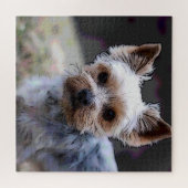 Yorkshire Terrier, Hund, Haustier Puzzle (Horizontal)
