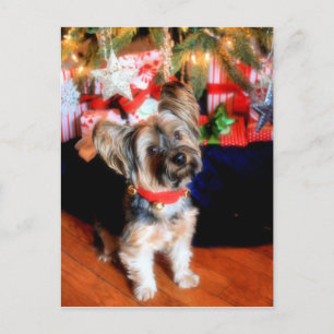 Yorkshire Terrier im Glockengeschoss Feiertagspostkarte