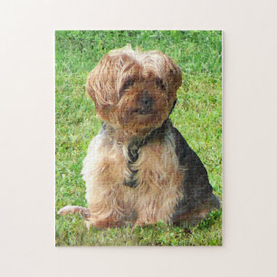Yorkshire Terrier in Park Puzzle