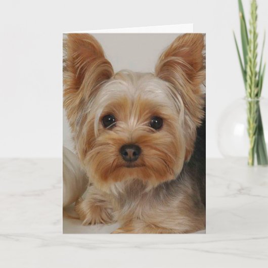 Yorkshire Terrier Karte (Vorderseite)