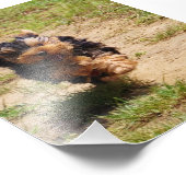 Yorkshire Terrier läuft Foto (Ecke)