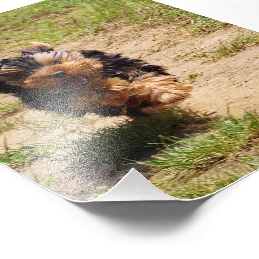 Yorkshire Terrier läuft Foto (Ecke)