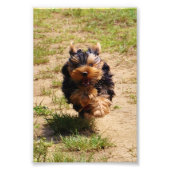 Yorkshire Terrier läuft Foto (Vorne)