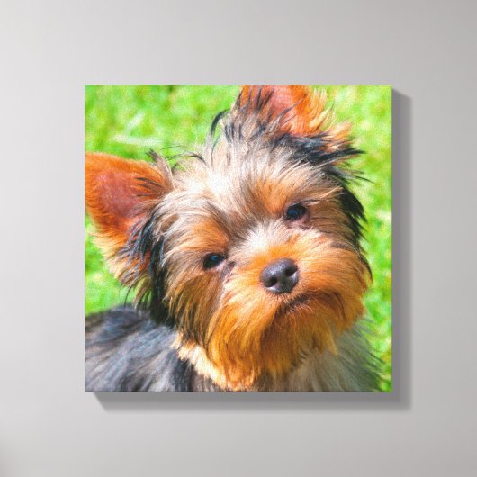 Yorkshire Terrier Leinwanddruck (Vorderseite)