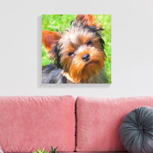 Yorkshire Terrier Leinwanddruck (Insitu (Wohnzimmer))