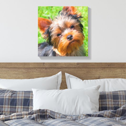 Yorkshire Terrier Leinwanddruck (Insitu (Schlafzimmer))