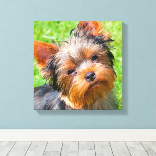 Yorkshire Terrier Leinwanddruck (Insitu (Holzboden))