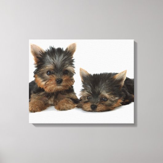Yorkshire Terrier Leinwanddruck (Vorderseite)