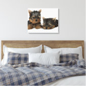 Yorkshire Terrier Leinwanddruck (Insitu (Schlafzimmer))