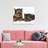 Yorkshire Terrier Leinwanddruck (Insitu (Wohnzimmer))