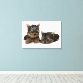 Yorkshire Terrier Leinwanddruck (Insitu (Holzboden))