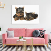 Yorkshire Terrier Leinwanddruck (Insitu (Wohnzimmer))