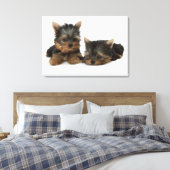 Yorkshire Terrier Leinwanddruck (Insitu (Schlafzimmer))