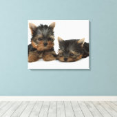 Yorkshire Terrier Leinwanddruck (Insitu (Holzboden))