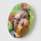 Yorkshire Terrier looking up Große Wanduhr (Winkel)