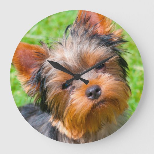 Yorkshire Terrier looking up Große Wanduhr (Vorderseite)