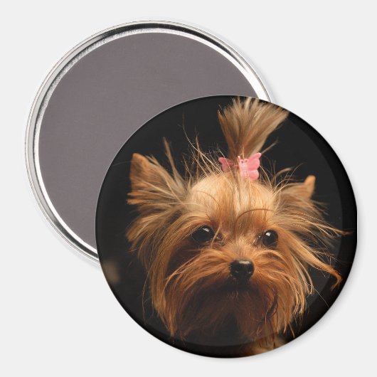 Yorkshire Terrier Magnet (Vorderseite/Rückseite)