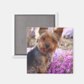 Yorkshire Terrier Magnet (Vorderseite/Rückseite)