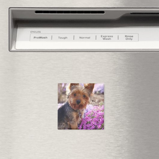 Yorkshire Terrier Magnet (In Situ (Geschirrspüler))