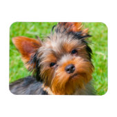 Yorkshire Terrier Magnet (Horizontal)
